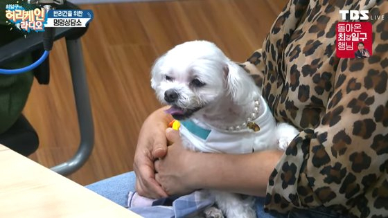 '택배견 경태'가 라디오 방송에 출연한 모습. [TBS 갈무리]