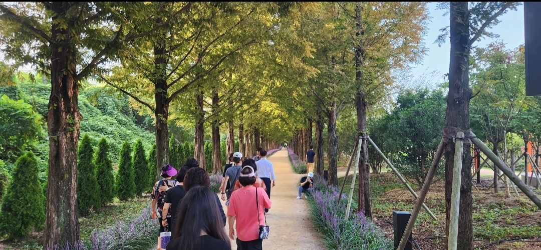 영천시보건소는 23일 우로지 자연 숲 메타세쿼이아 길 일원에서 규칙적 걷기 실천 홍보 및 걷기 행사를 진행했다.[영천시 제공]