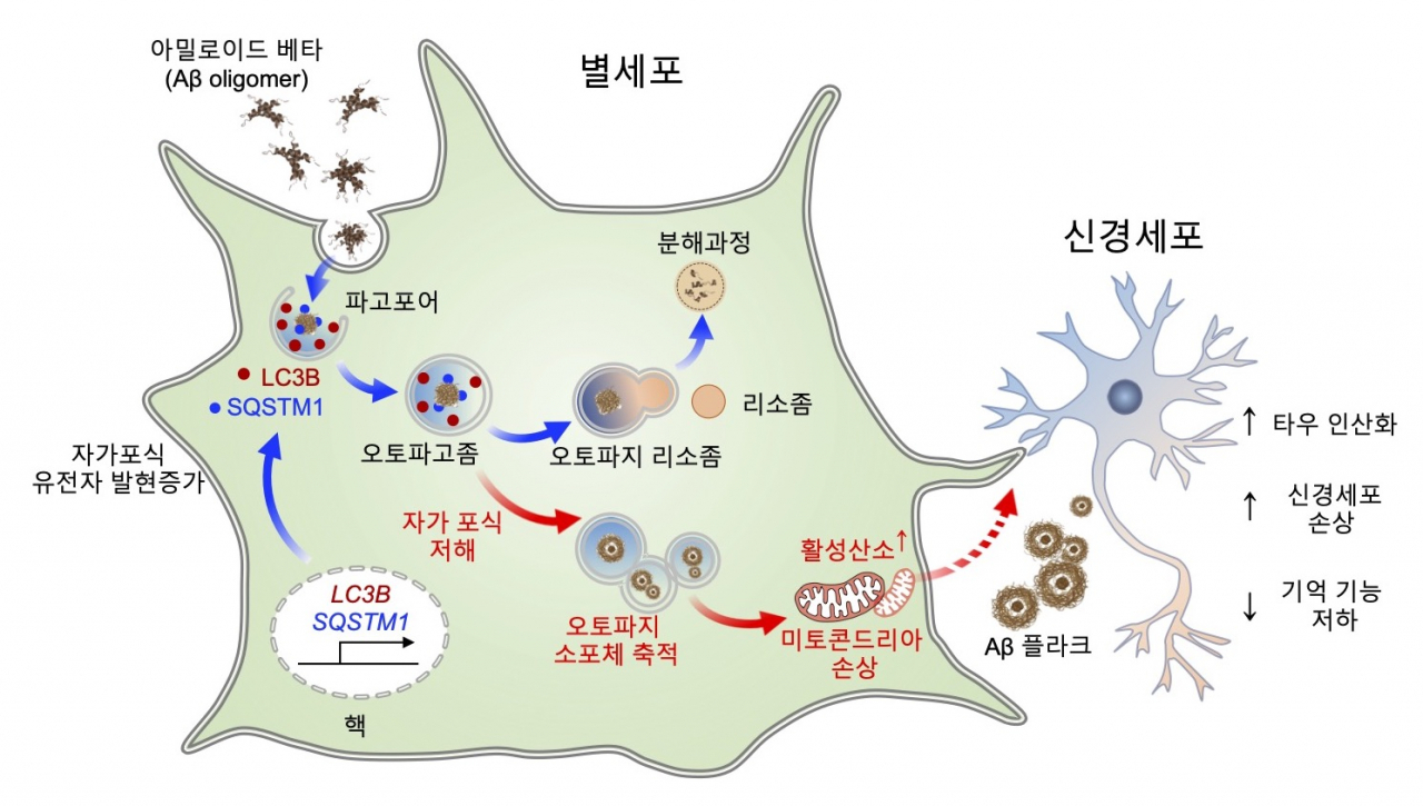 “부작용많은 치료제 그만”…‘뇌 속 별세포’ 치매 해결사로 뜬다