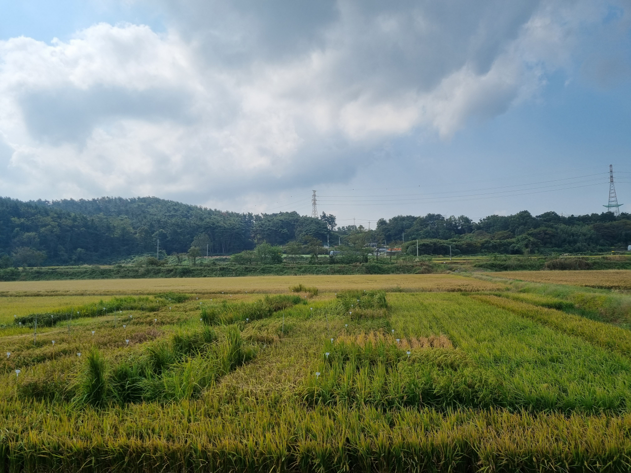 내염성 선발포장( 충남 서산B지구).
