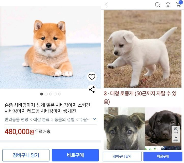 강아지의 몸무게를 근(斤) 단위로 표시한 것으로 미뤄 중국 판매자의 글로 의심된다. 해당 판매 글은 현재 삭제됐다. [쿠팡 상세페이지]