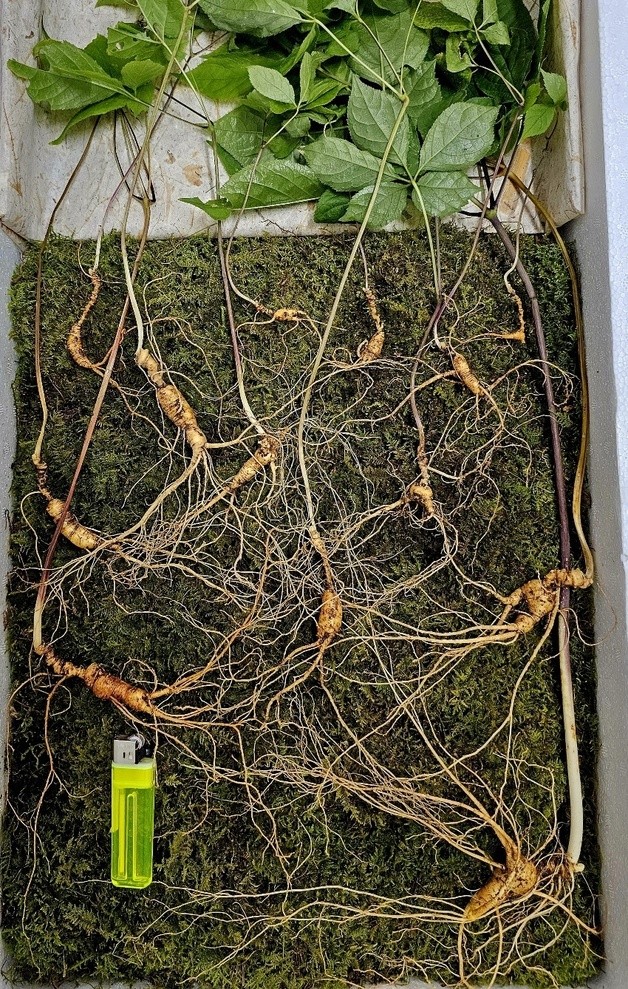 Forager strikes gold in Suncheon: Rare ginseng roots valued at $52,000 -  The Korea Herald