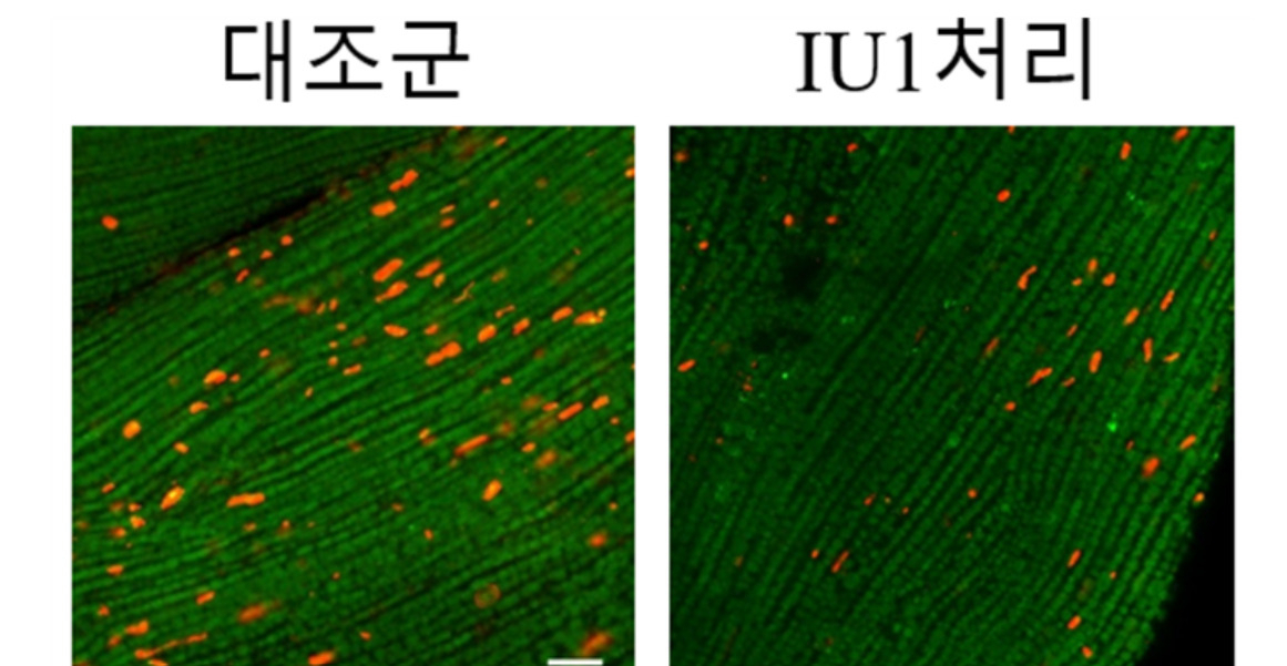 IU1 약물 처리 시 초파리 근육 내 잠재독성단백질체 감소.[중앙대학교 제공]