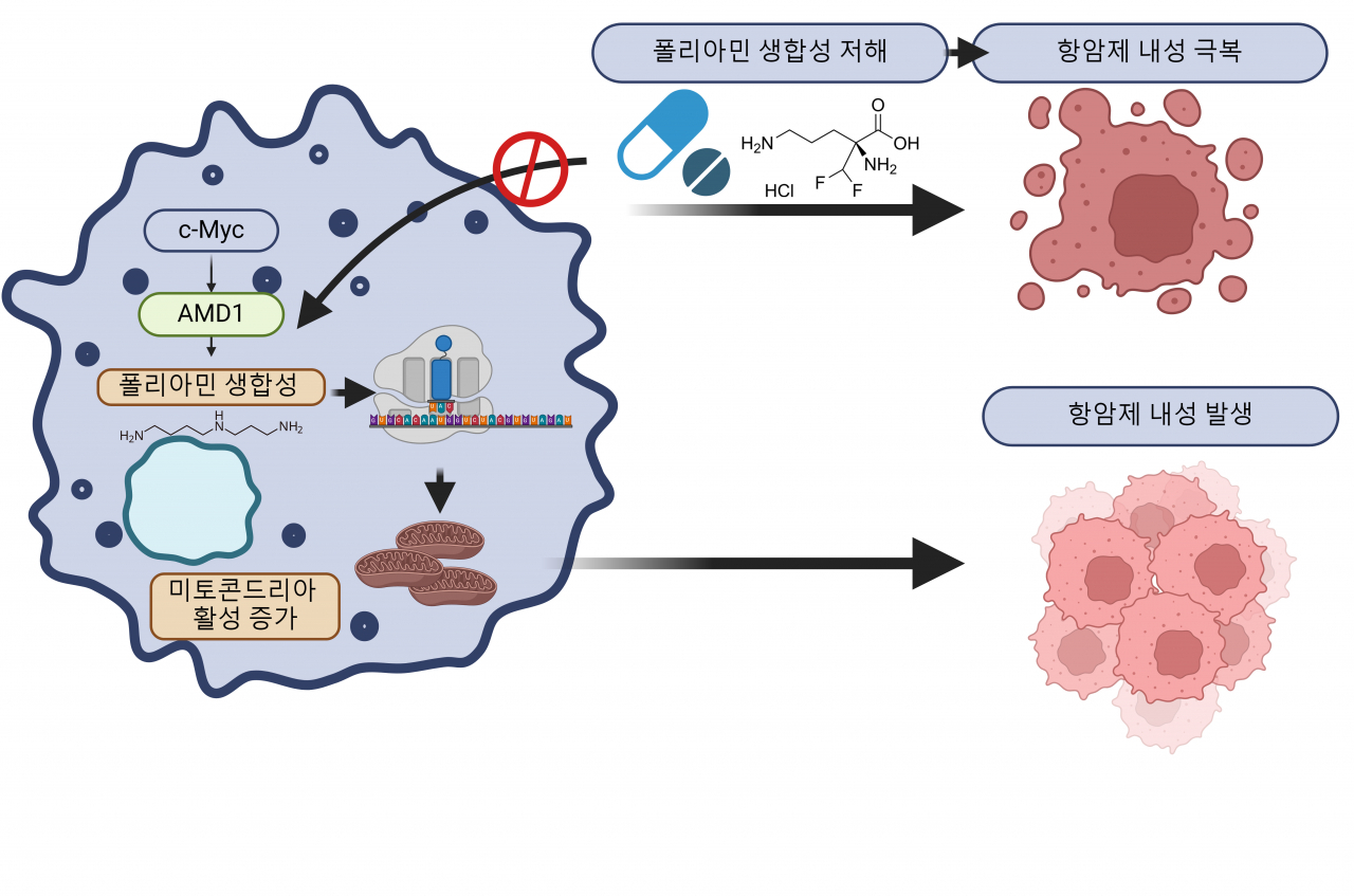 BRAF 억제 항암제 내성 발생 기전.[KIST 제공]