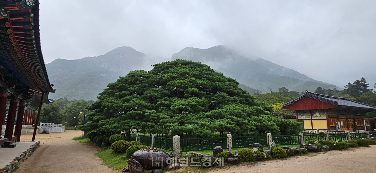 호랑이 품 안에 있는 사찰…‘화랑정신 발원지’ 청도 운문사 [정용식의 내 마음대로 사찰여행 비경 100선]