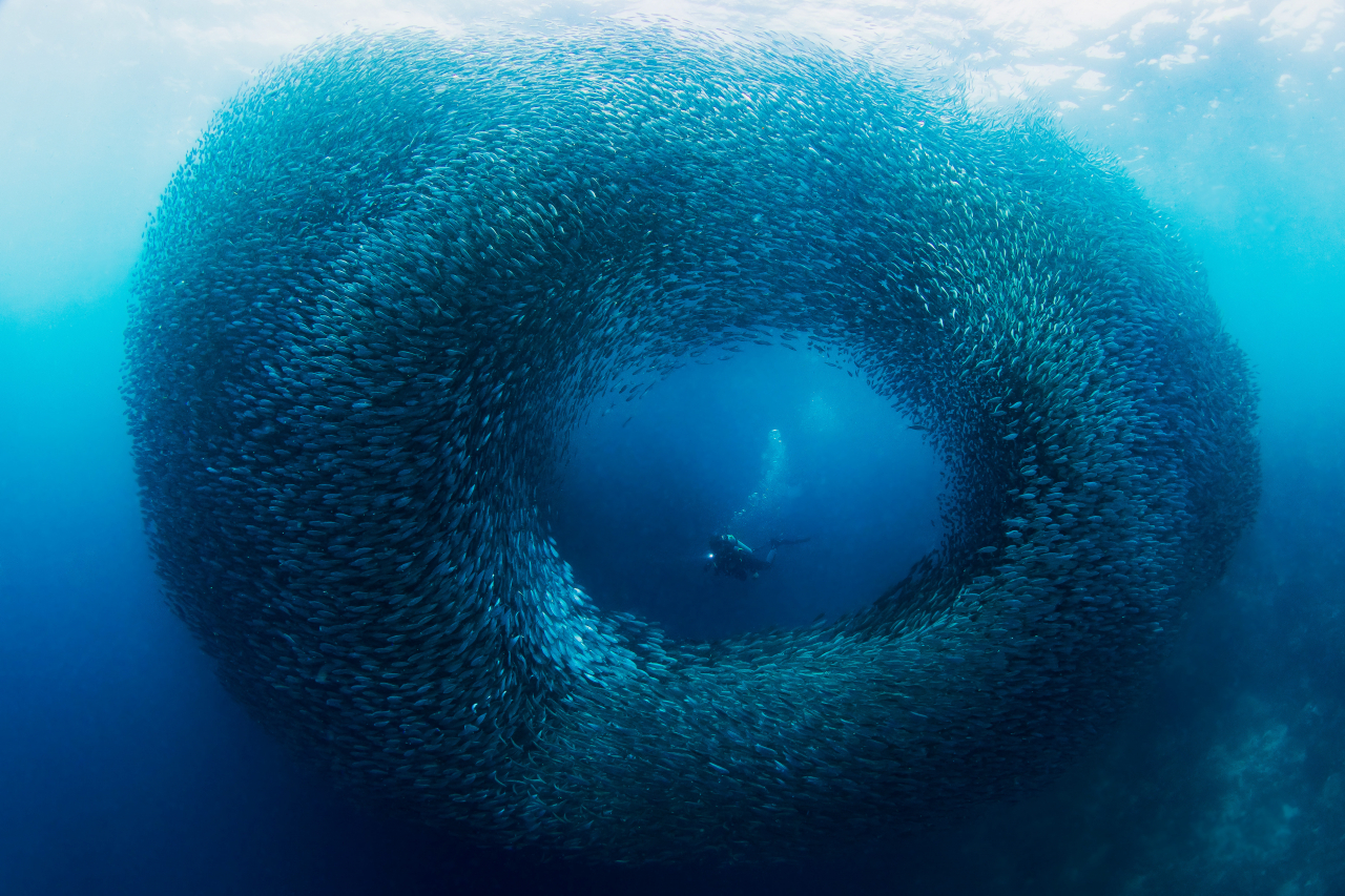 필리핀 세부의 파낙사마 해변 모알보알(Moalboal)지역 정어리떼(Sardines)와 다이버 여행자