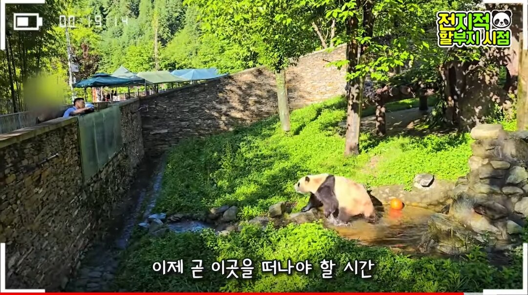 푸바오 집에 공안차량·女사육사 보이더니 부쩍 안정[함영훈의 멋·맛·쉼]