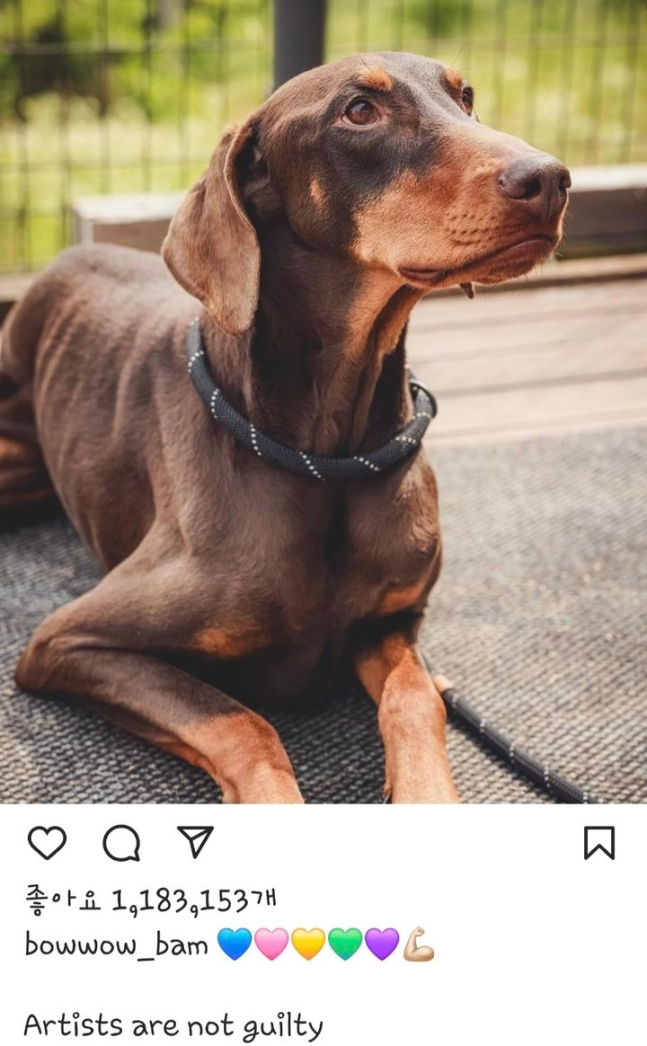 정국의 반려견 인스타그램 캡쳐