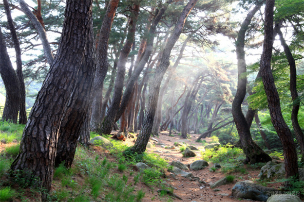 경주 삼릉숲길[국립공원공단 제공]