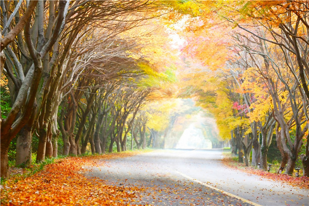 다도해해상 청산도 단풍길[국립공원공단 제공]