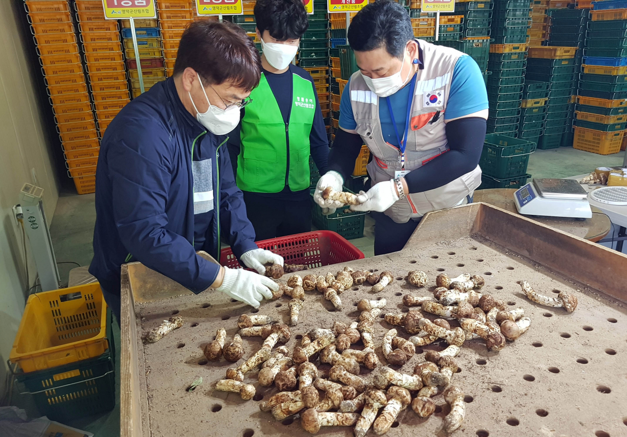 강원도 양양군에 위치한 한 송이버섯 재배농가에서 버섯 선별작업을 진행모습.