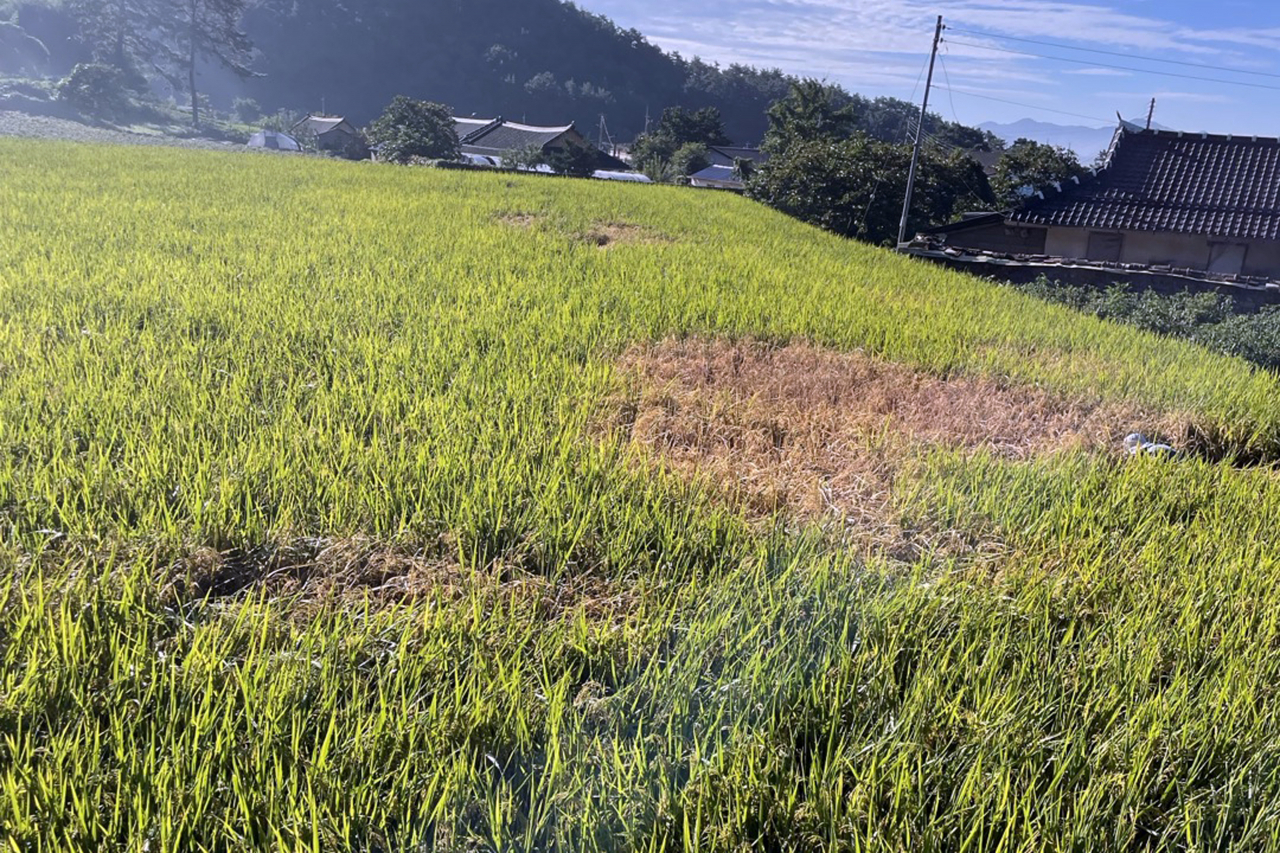 19일 오전 전남 영광군 백수읍 천마리 한 농경지가 벼멸구 피해로 노랗게 변해 있다. 광주·전남 농민단체는 이날 성명을 내 전남도와 농협 등이 신속하고 광범위하게 벼멸구 방제에 나서야 한다고 촉구했다. 연합뉴스