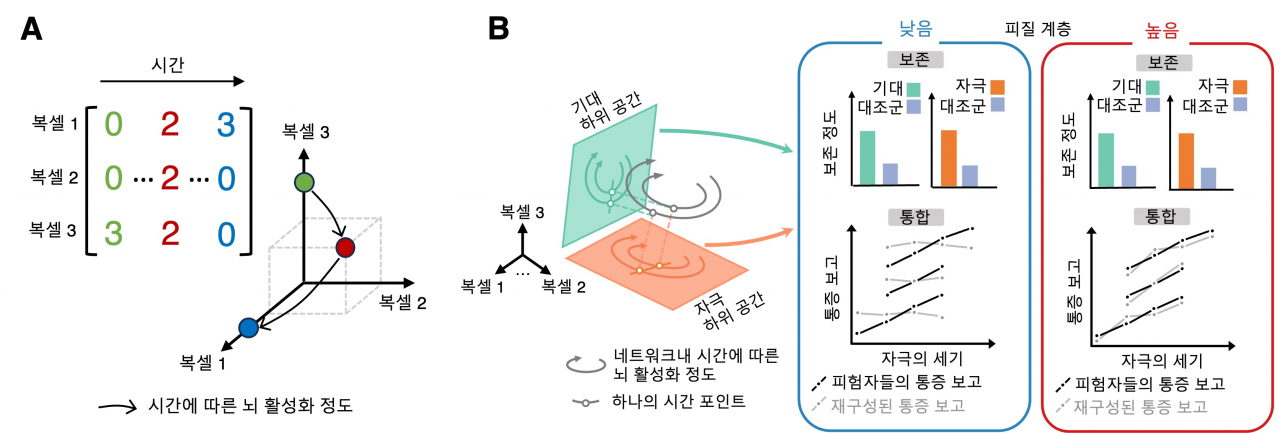 뇌의 활성화 정도를 표상하는 공간과 그 안에서 일어나는 통증 정보의 보존과 통합.[IBS 제공]