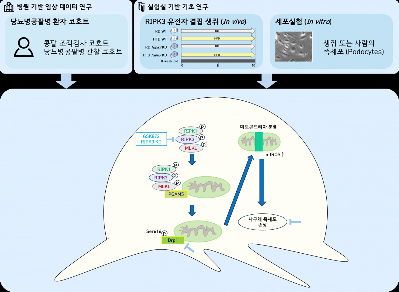 당뇨병콩팥병에서 RIPK3를 타겟으로 하는 새로운 치료전략.[순천향대 제공]