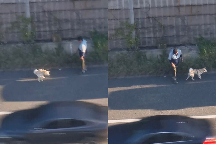 영동고속도로 갓길에 차를 세워두고 반려견에게 배변시키는 차주의 모습. [연합]