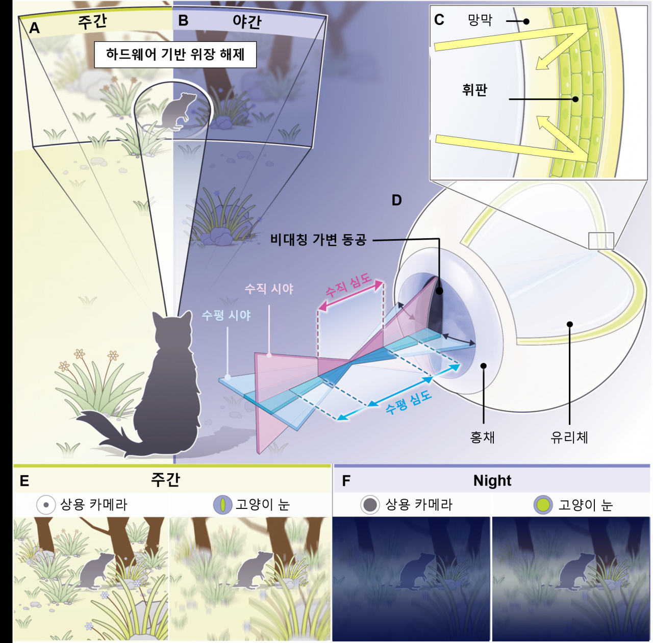 고양이 눈의 구조적 및 기능적 특징.[GIST 제공]