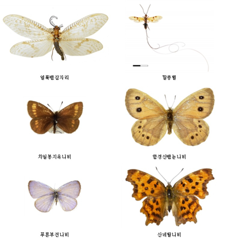 석주명 선생 표본 예시[국립생물자원관 제공]