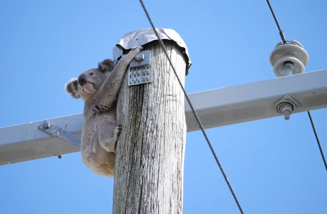 전봇대 위에 올라간 코알라의 모습.[화이트스 힐의 코알라와 왈라비 구하기(Save the Koalas and Wallabies of White's Hill) 사진 캡처]