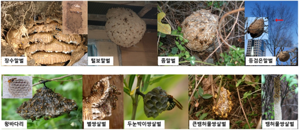 다양한 유형의 말벌집[국립공원공단 제공]