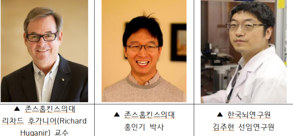 [한국뇌연구원 제공]