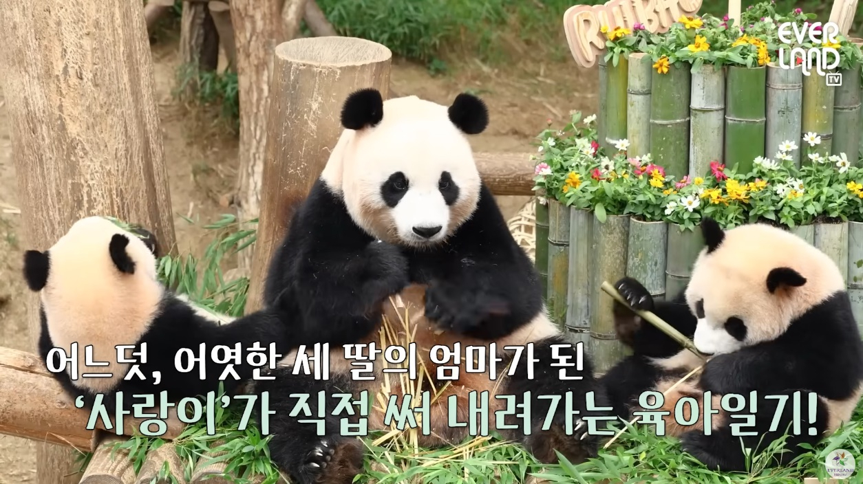 올해 1월부터 연재되고 있는 에버랜드 유튜브 ‘사랑이 육아일기’ 중 한장면 [에버랜드 제공]