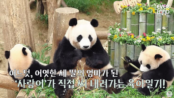 에버랜드 유튜브 ‘사랑이 육아일기’중 한 장면 [에버랜드 제공]