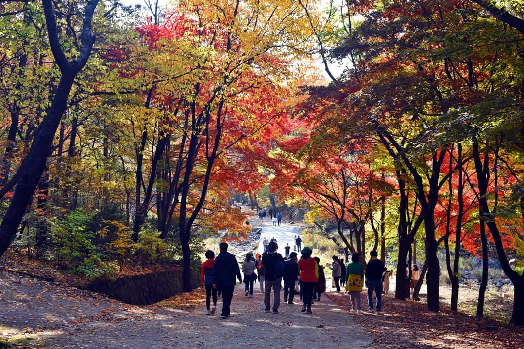 가을 단풍 즐겨요…안양시, 서울대 관악수목원 시범 개방