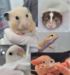 To heal the tiny animals, vet turns to creativity