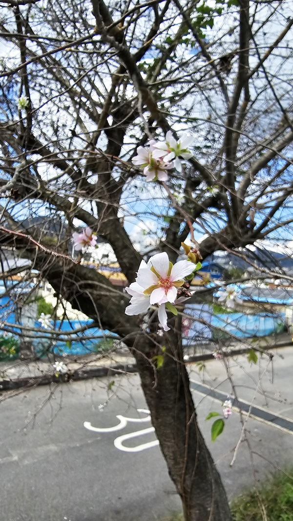 10일 순천시 주암면 보성강변에 벚꽃이 꽃망울을 터뜨리고 있다. [독자 제공]