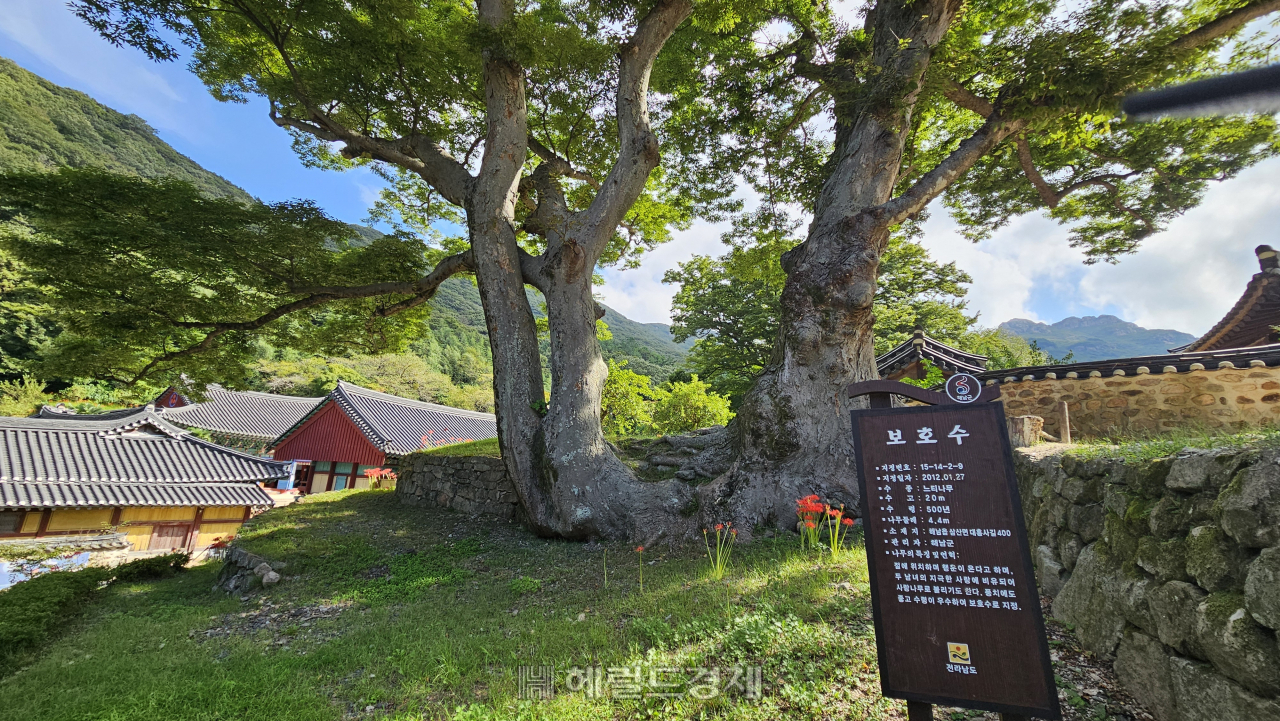 대흥사 연리근(사랑나무)