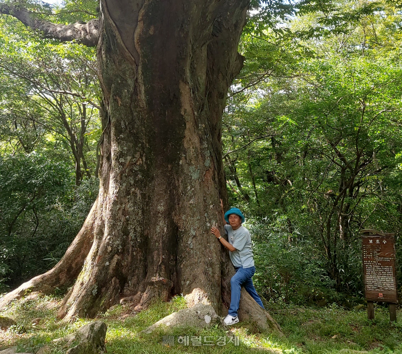 1200~1500년 된 느티나무인 천년수