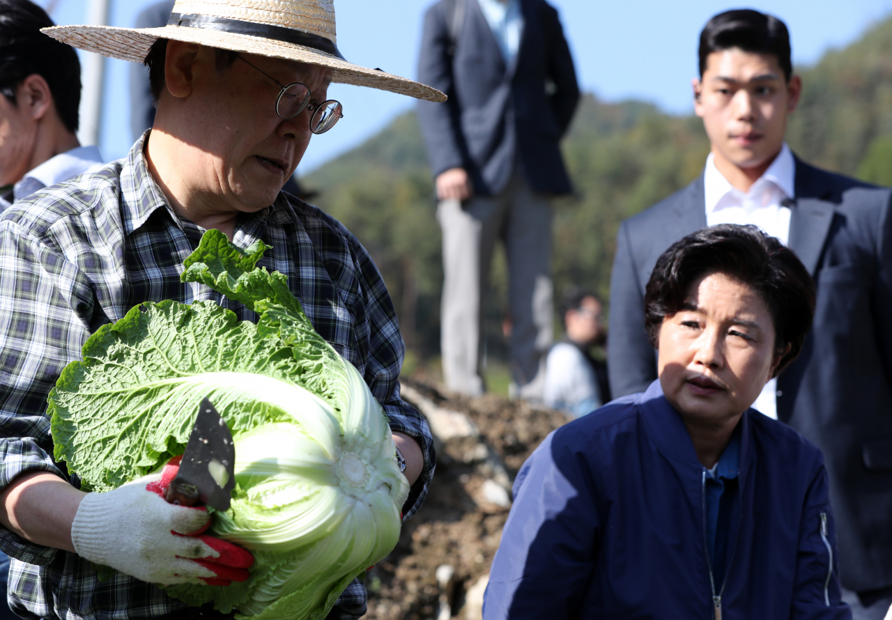 17일 오후 이재명 더불어민주당 대표가 강원 평창군 방림면 계촌리 배추밭을 찾아 수확을 하며 작황 상황을 살펴보고 있다. [연합]