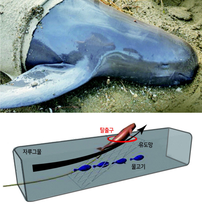 ‘웃는 돌고래’ 상괭이, 아직도 그물 때문에 죽어가고 있다