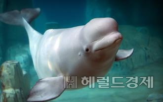 롯데월드 아쿠아리움에 있는 벨루가 '벨라'. [롯데월드]