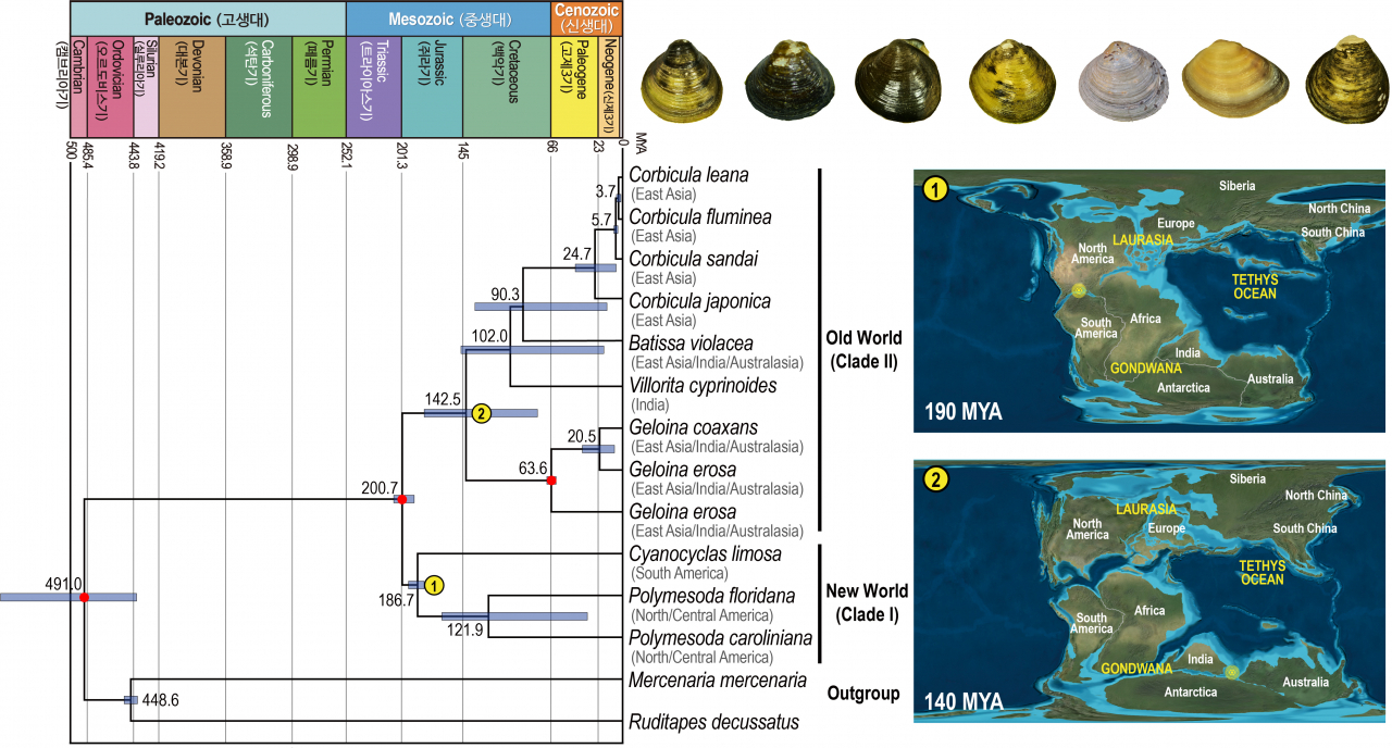 1억 9천만년전 조개들은 왜 육상으로 옮겨갔을까”…중생대 판게아 대륙 분리 때문 - 헤럴드경제