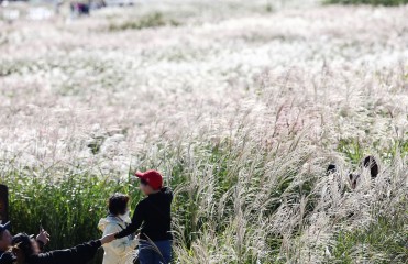 Feel the autumn at Seoul Silver Grass Festival