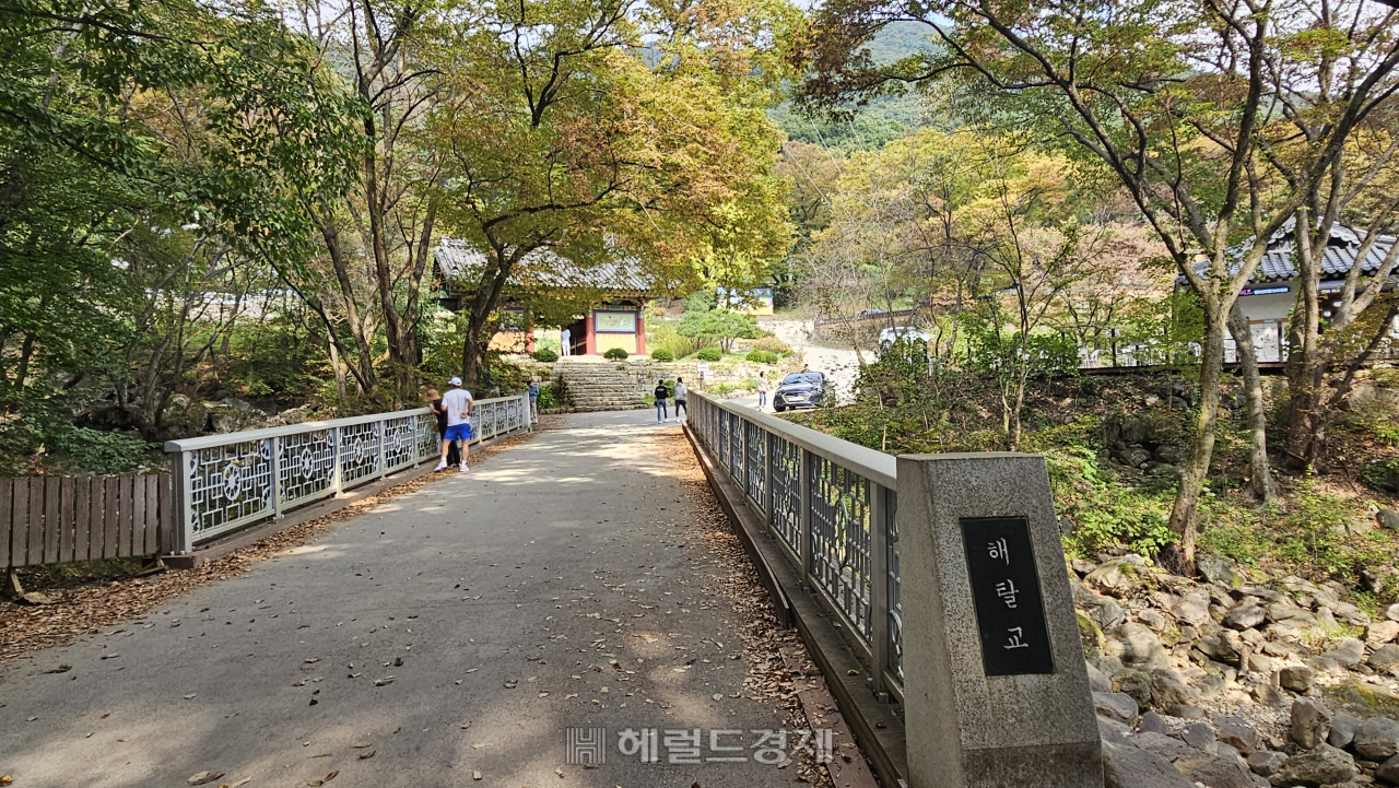 40m 넘는 은행나무, 천년을 지켜온…‘왕의 절’ 양평 용문사 [정용식의 내 마음대로 사찰여행 비경 100선]