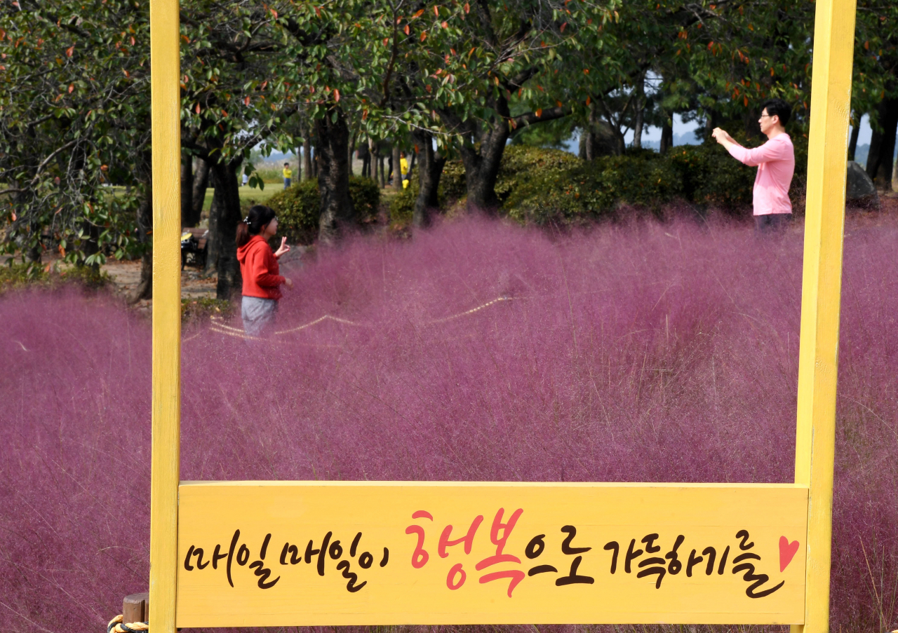 갯골생태공원 핑크뮬리 포토스폿에서 방문객들이 사진을 찍고 있다