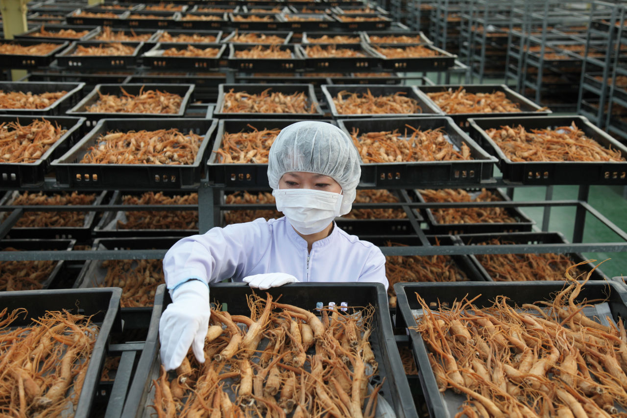Harvested ginseng being naturally dried at Korea Ginseng Corp.‘s production facility in Wonju, Gangwon Province (KGC)