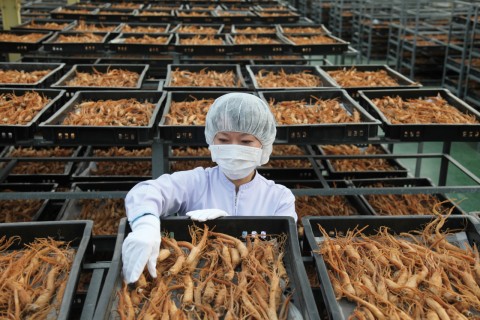 KGC‘s ginseng harvest season in full swing