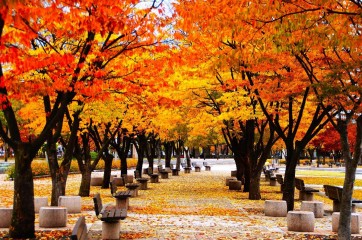 103 autumn foliage paths in Seoul