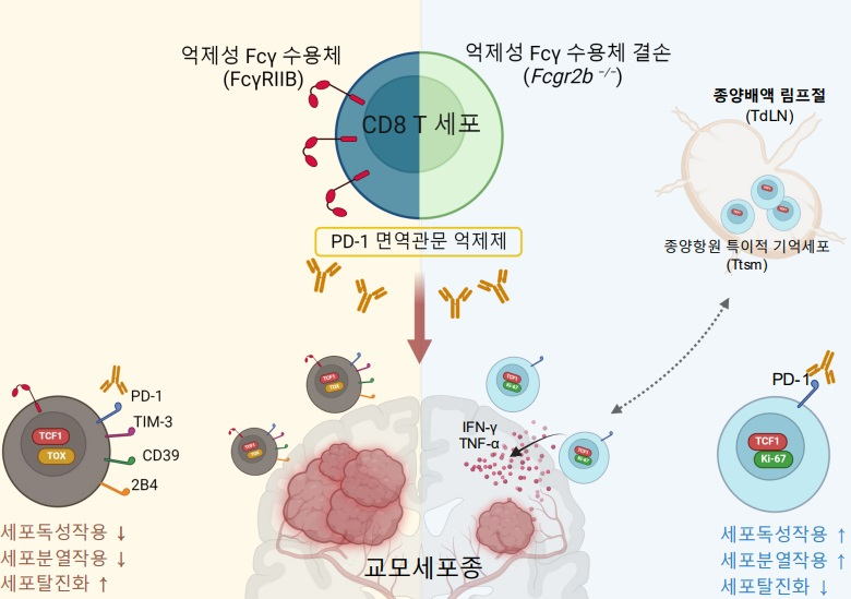 억제성 Fc 감마 수용체(Fc&gamma;RIIB) 결손에 따른 항 PD-1 치료제 효과가 교모세포종 뇌종양 면역반응 향상에 대한 개괄적 연구개요.[KAIST 제공]