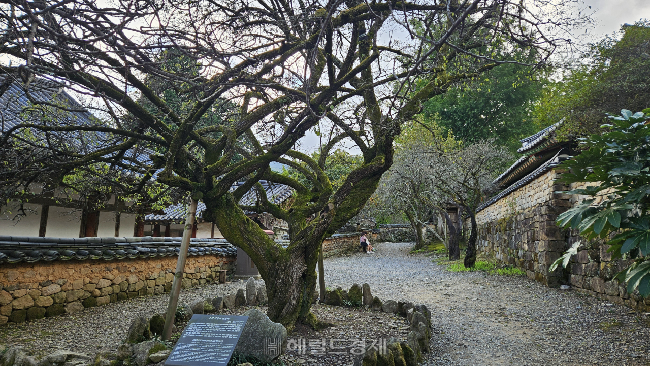 사계절 아름다운 유네스코 ‘산지승원’…태고종 총림 선암사 [정용식의 내 마음대로 사찰여행 비경 100선]