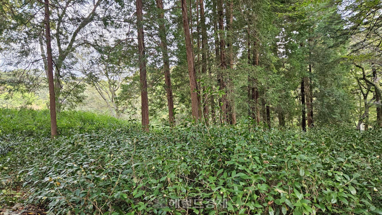 사계절 아름다운 유네스코 ‘산지승원’…태고종 총림 선암사 [정용식의 내 마음대로 사찰여행 비경 100선]