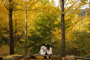 Everland unveils hidden ginkgo tree forest