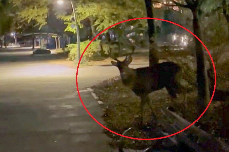 A buck stares down the photographer, surnamed Choi, who was later assailed by the deer at Gwanggyo Lake Park in Suwon, Gyeonggi Province, at around 1 a.m., Wednesday. (Yonhap)