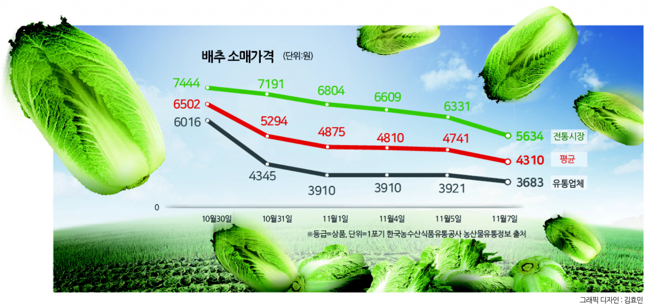 가을배추 본격 출하에 가격 하락세...8000원→4000원 ‘뚝’