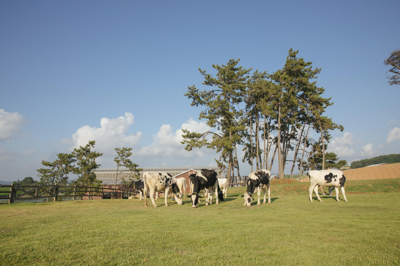 Sangha Farm nhận chứng nhận phát thải carbon thấp từ Bộ Nông nghiệp, Thực phẩm và Nông thôn