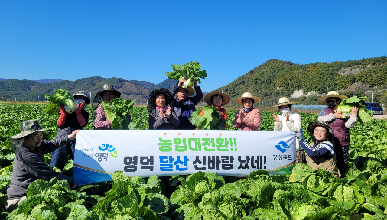 경북 혁신농업타운 영덕 달산지구에서 농민들이 수확한 배추를 들어 보이고 있다.[경북도 제공]