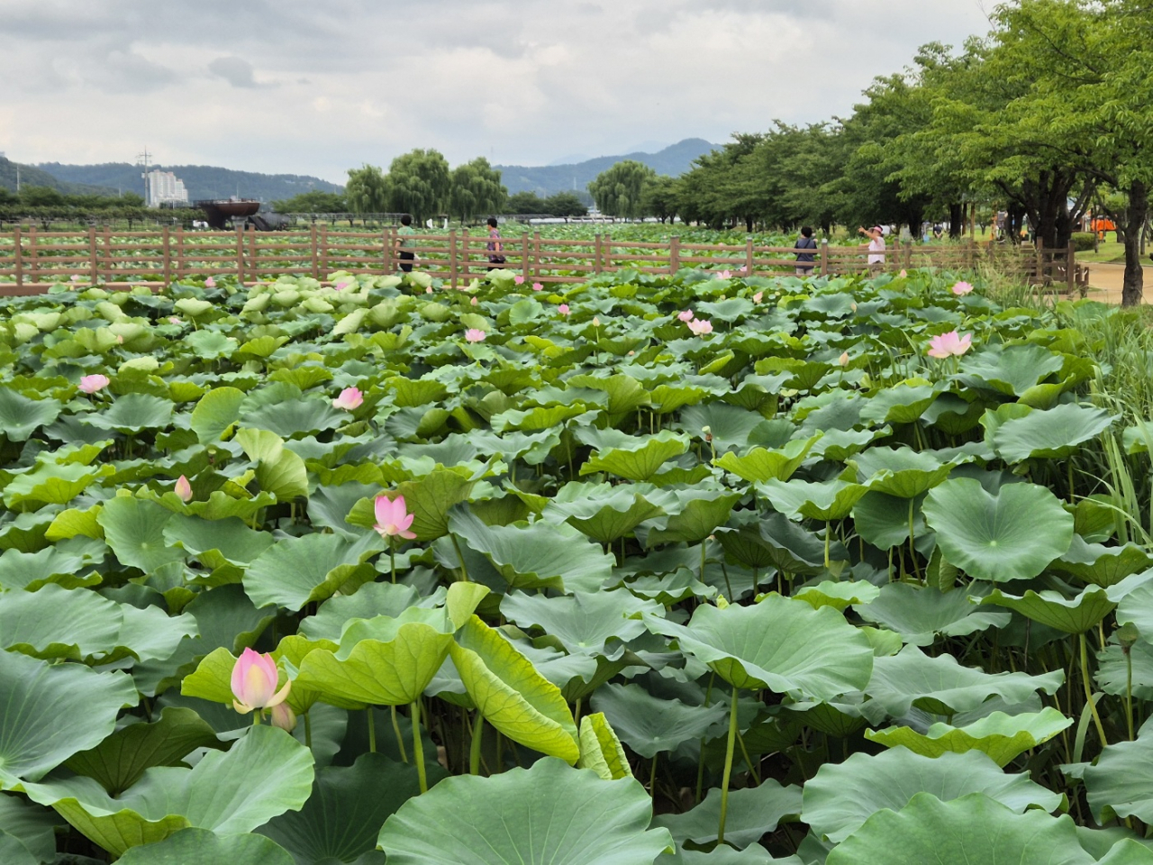 구미시 지산샛강생태공원 전경.[경북도 제공]